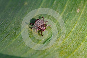 A dangerous parasite and infection carrier mite