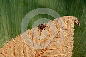 A dangerous parasite and infection carrier mite