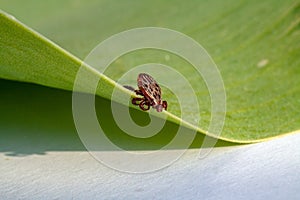 A dangerous parasite and infection carrier mite