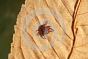 A dangerous parasite and infection carrier mite