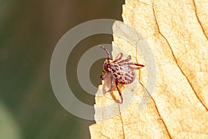 A dangerous parasite and infection carrier mite