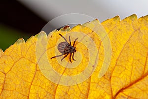 A dangerous parasite and infection carrier mite