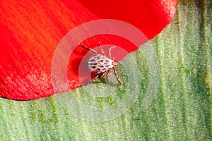 A dangerous parasite and infection carrier mite