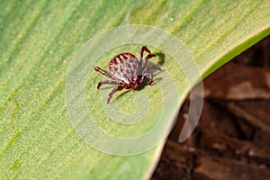 A dangerous parasite and infection carrier mite