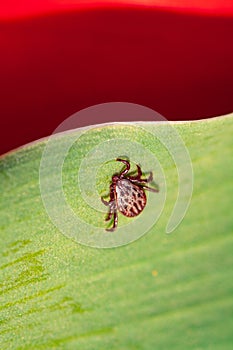 A dangerous parasite and infection carrier mite