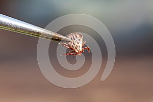 A dangerous parasite and infection carrier mite