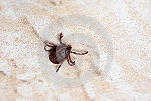 A dangerous parasite and infection carrier mite