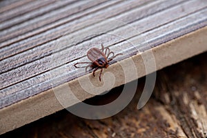 A dangerous parasite and infection carrier mite