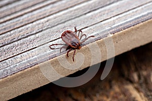 A dangerous parasite and infection carrier mite