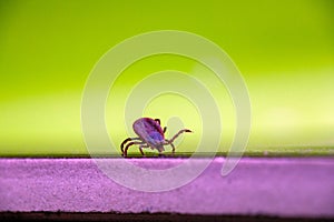 A dangerous parasite and infection carrier mite