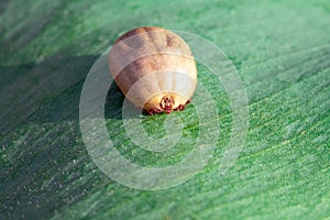 A dangerous parasite and infection carrier mite