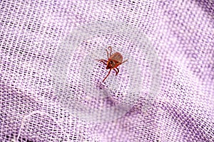 A dangerous parasite and infection carrier mite