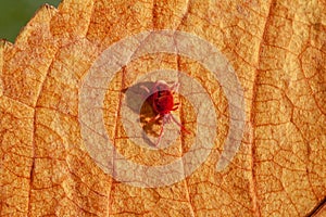 A dangerous parasite and infection carrier mite