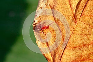 A dangerous parasite and infection carrier mite