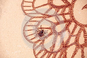 A dangerous parasite and infection carrier mite photo