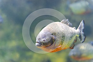 Dangerous piranha fish