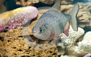 A dangerous piranha swimming in shallow water