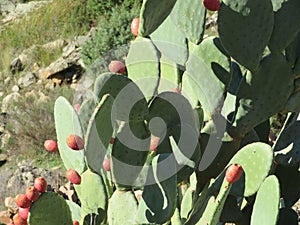 Dangerous plant cactus protection figs prickly pears fruit thorns pain photo