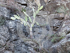 Dangerous plant cactus protection figs prickly pears fruit thorns pain photo