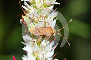 dangerous for plant insect â€Žstink bug in close up