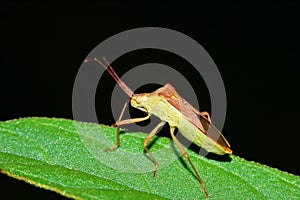 dangerous for plant insect â€Žstink bug in close up