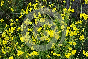 A dangerous plant, wild weeds - caustic buttercup night blindness with small yellow flowers illuminated by the sun. This is a ki