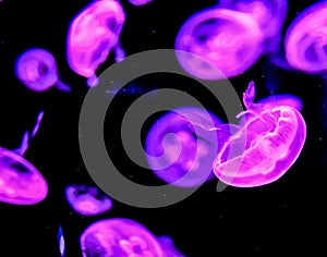 Dangerous poisonous jellyfish medusas on a dark background