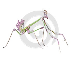 Dangerous predator mantis insect catches prey