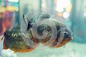 Dangerous predatory fish piranha swims in the aquarium. Pygocentrus nattereri