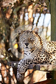 Dangerous predeter leopard sitting and laying on wooden bench or wooden litter for take some rest and looking at camera