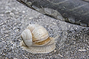 Dangerous route of a snail