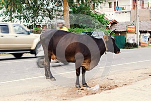 Dangerous situation close up - cow stands on roadside near cars traffic.
