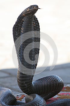 Pericoloso serpente 