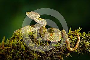 Dangerous snake in the nature habitat. Eyelash Palm Pitviper, Bothriechis schlegeli, on the green moss branch. Venomous snake in t photo