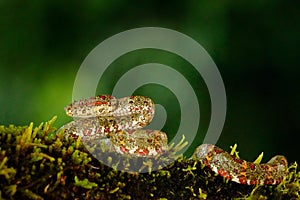 Dangerous snake in the nature habitat. Eyelash Palm Pitviper, Bothriechis schlegeli, on the green mossy branch. Venomous snake in photo