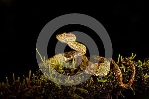 Dangerous snake in the nature habitat. Eyelash Palm Pitviper, Bothriechis schlegeli, on the green mossy branch. Venomous snake in photo