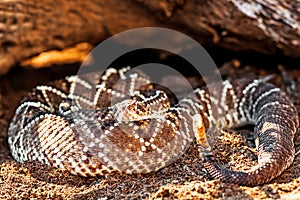 Dangerous South American Rattlesnake By Rock