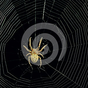 Dangerous spider web background at night