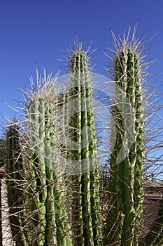 Dangerous Spines of Argentine Toothpick or Stetsonia Coryne Cactus, closeup photo