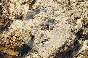 Dangerous Stone Fish close up at the beach portrait