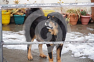 A dangerous street dog image