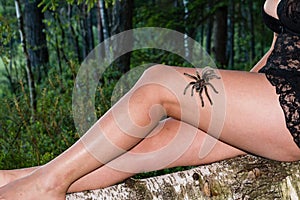 Dangerous tarantula walking around beautiful woman`s body.