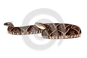 Dangerous Terciopelo Pit Viper Snake photo