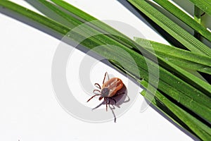 A dangerous tick crawls on the ground from the blades of grass