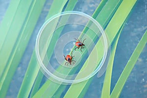 Dangerous tick crawls on the slide of a researcher biologist