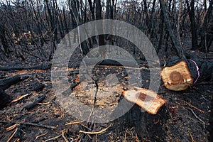 A dangerous tree felled after bush fires in Australia