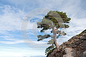 Dangerous tree located on a cliff