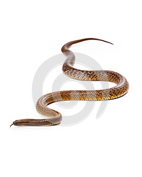 Dangerous Venomous Inland Taipan Snake
