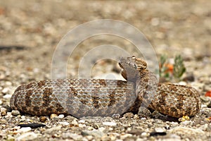 Dangerous viper ready to strike