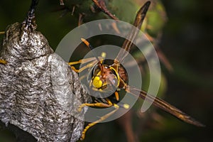 Dangerous wasp building a nest